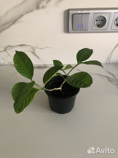 Табернемонтана, Клеродендрум Инерме, Пахистахис