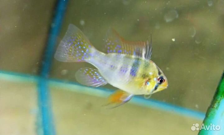 Рыбки аквариумные и растения ассортимент магазина