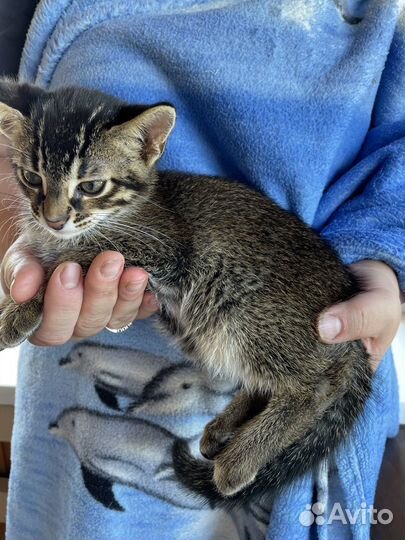 Котята мальчики алк Ф1