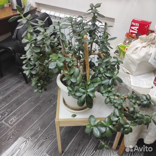 Денежное дерево - толстянка
