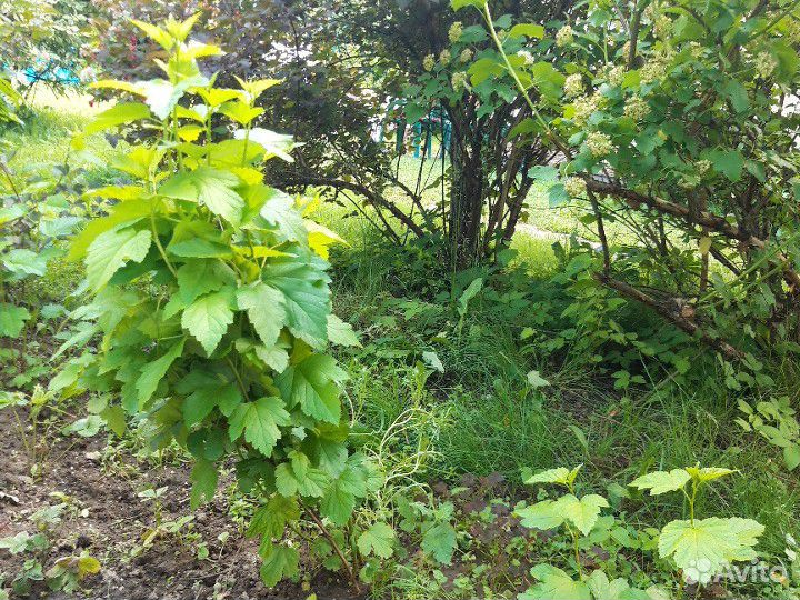 Кустарник пузыреплодник (голд) куст