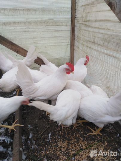 Молодые петухи