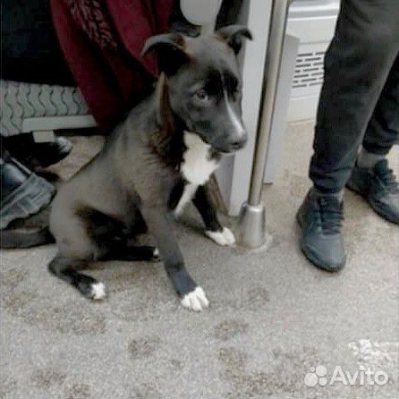 Собака в добрые руки отдам бесплатно