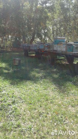 Другие животные