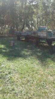 Другие животные