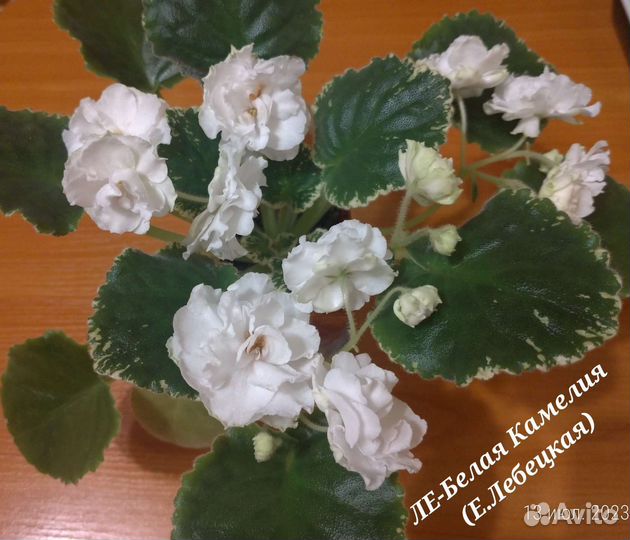 Цветущие фиалки, доставка