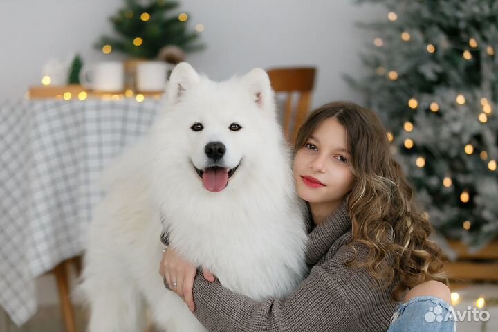 Фотосессии с лошадьми, корги, хаски, самоедами