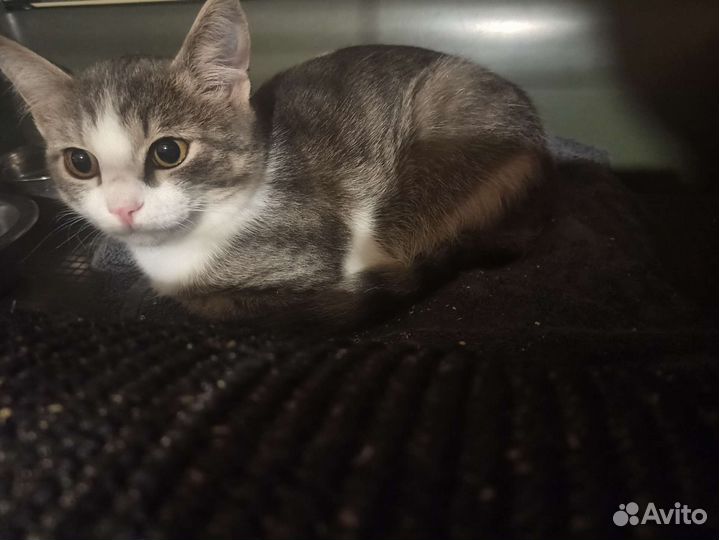 Котëнок Люсенька