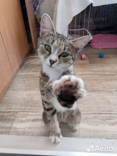 Котёнок подросток, девочка
