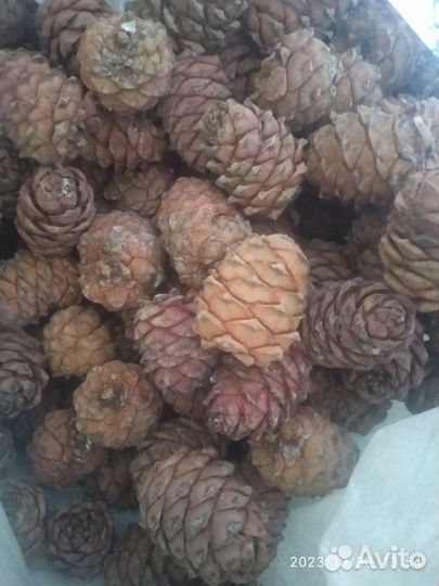 Шишка кедровая