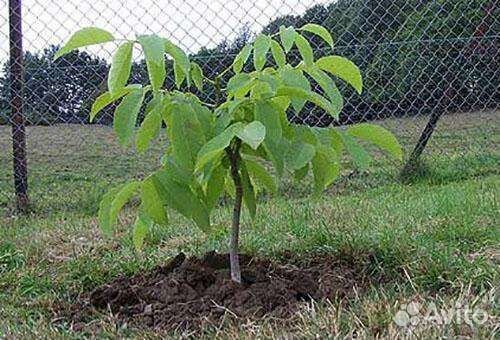 Грецкий орех саженцы