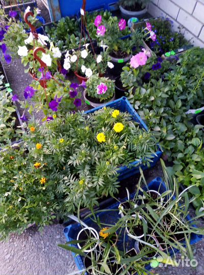 Рассада помидор и перцев и цветов и винограда