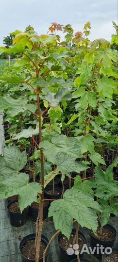 Клен остролистный