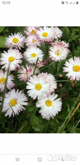 Маргаритки