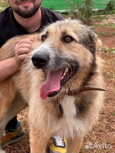 Пират ищет дом