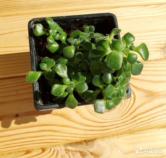 Суккуленты аихризон пеперомия анакамсерос