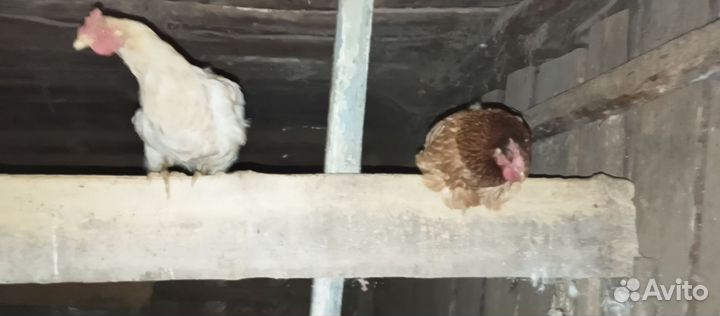 Куры несушки