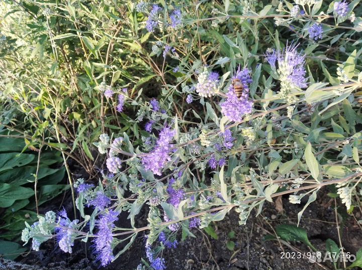 Кариоптерис