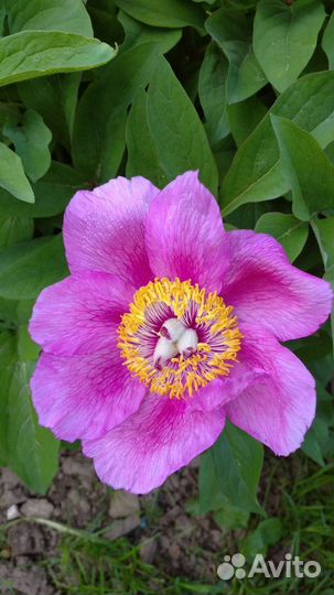 Цветы для сада