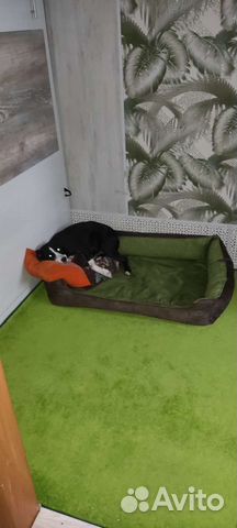 Лежанка для большой собаки