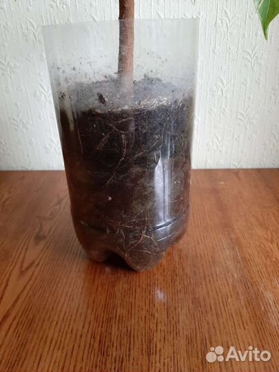 Фикус бенджамина пестролистный