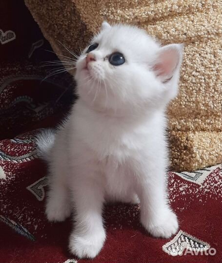 Котик британской серебристой шиншиллы