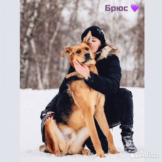 Шикарный пес в добрые руки