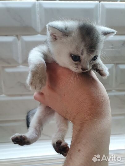 Британские котята