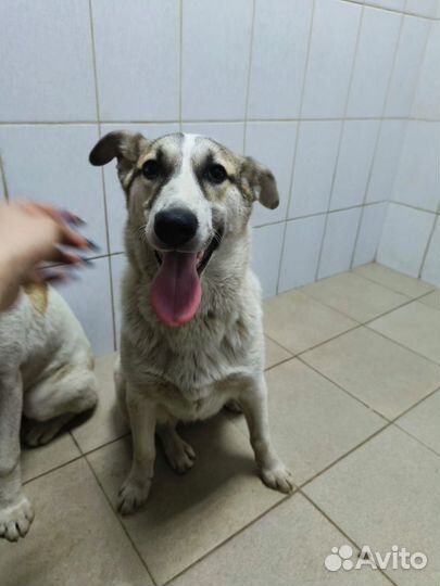 Собаки бесплатно