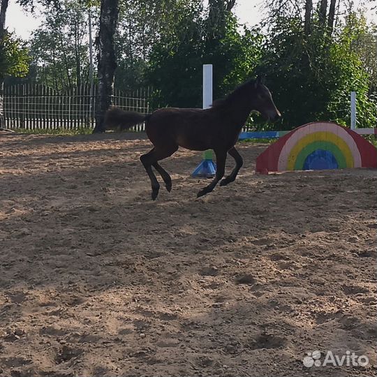 Жеребчик уэльская помесь классные движения