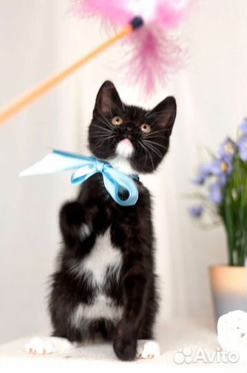Мега ласковый котёнок в дар