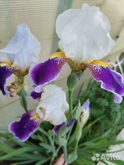 Ирисы