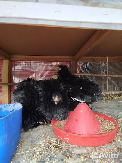 Декоративные карликовые куры