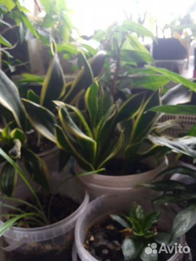 Комнатные цветы