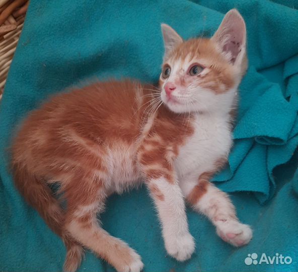 Рыжик-мальчик