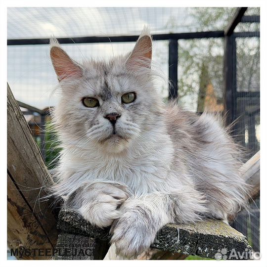 Мей Кун Полидактильный