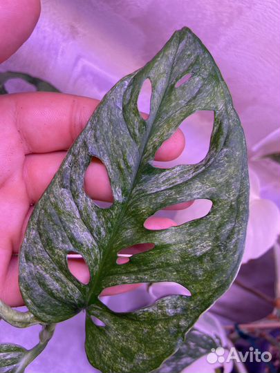 Монстера адансона минт monstera adansoni mint