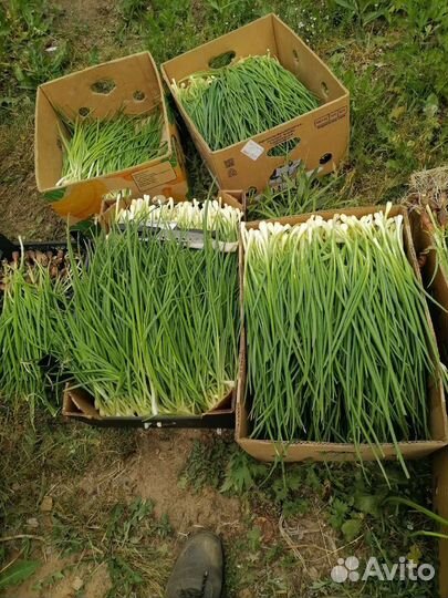 Лук севок зеленый