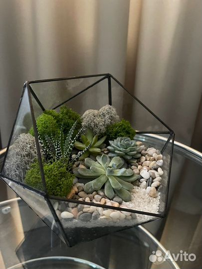Флорариум с суккулентами