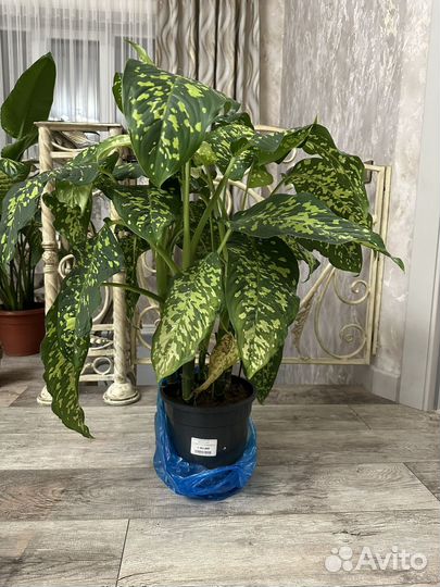 Диффенбахия