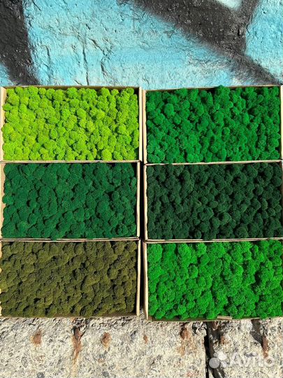 Стабилизированный мох