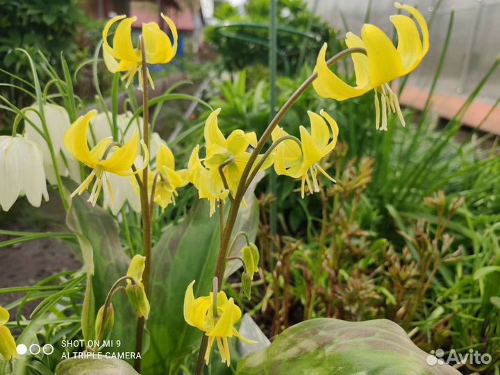 Кандык жёлтый, ирис бородатый вабаш шоколадница