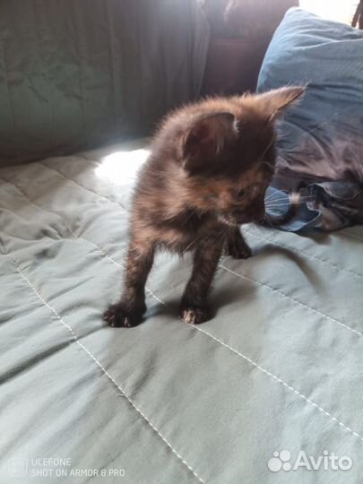 Котята в добрые руки бесплатно