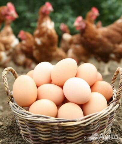 Яйцо куриное оптом