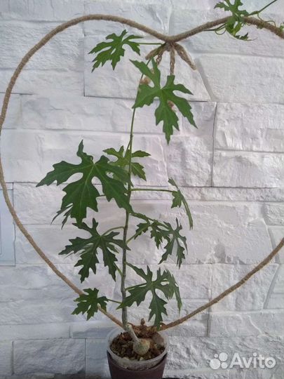 Циссус тубероза каудексный суккулент