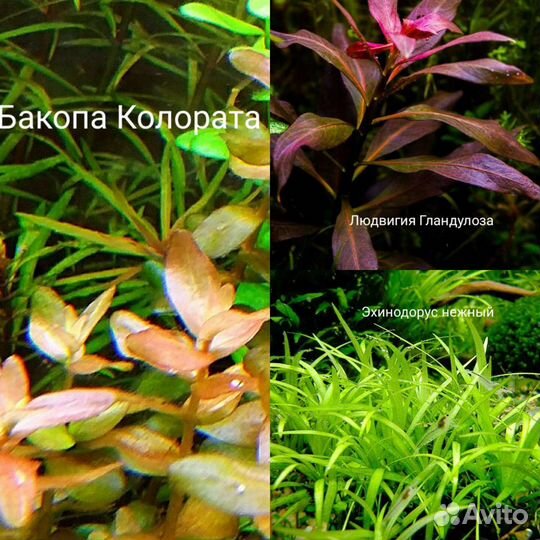 Аквариумные растения