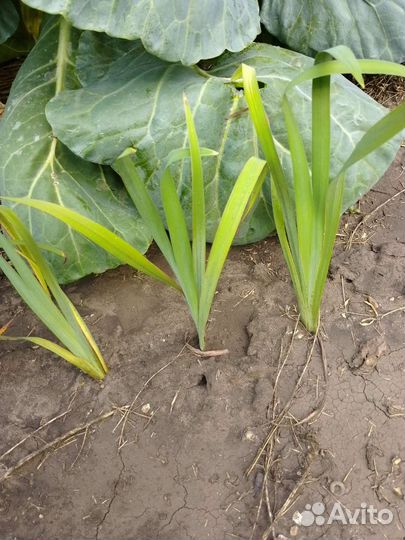 Сибирский ирис