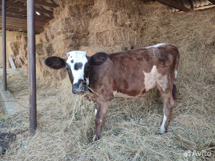 Тёлки. 6 мес