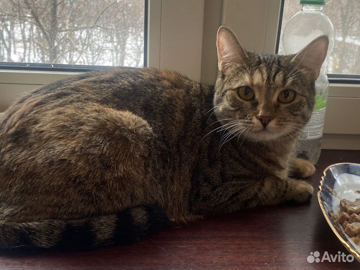 Кошечка в добрые руки