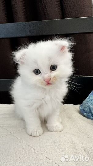 Вислоухий котёнок